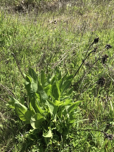 Coast Range Mule-ears foliage