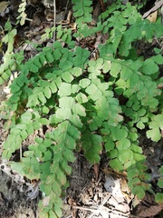 Adiantum amplum