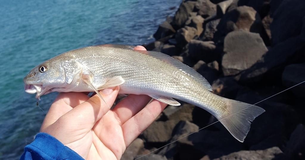 Pacific kingcroaker (Menticirrhus elongatus) — Sciaenidae