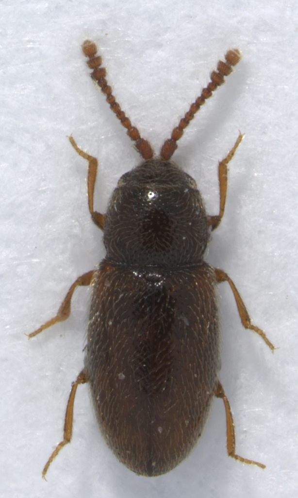Atomaria punctithorax