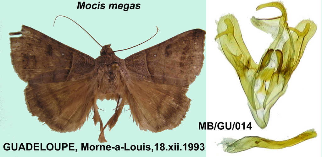 Mocis megas