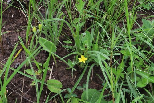 Hypoxis acuminata (Hypoxis acuminata)