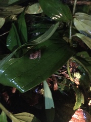 Pristimantis labiosus