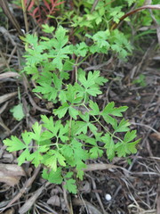 Clematis aethusifolia latisecta