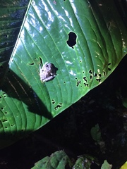 Pristimantis labiosus