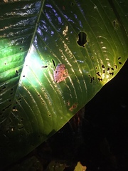 Pristimantis labiosus