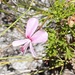 Pelargonium ternatum - Photo (c) Kathy Hackett,  זכויות יוצרים חלקיות (CC BY-NC), הועלה על ידי Kathy Hackett