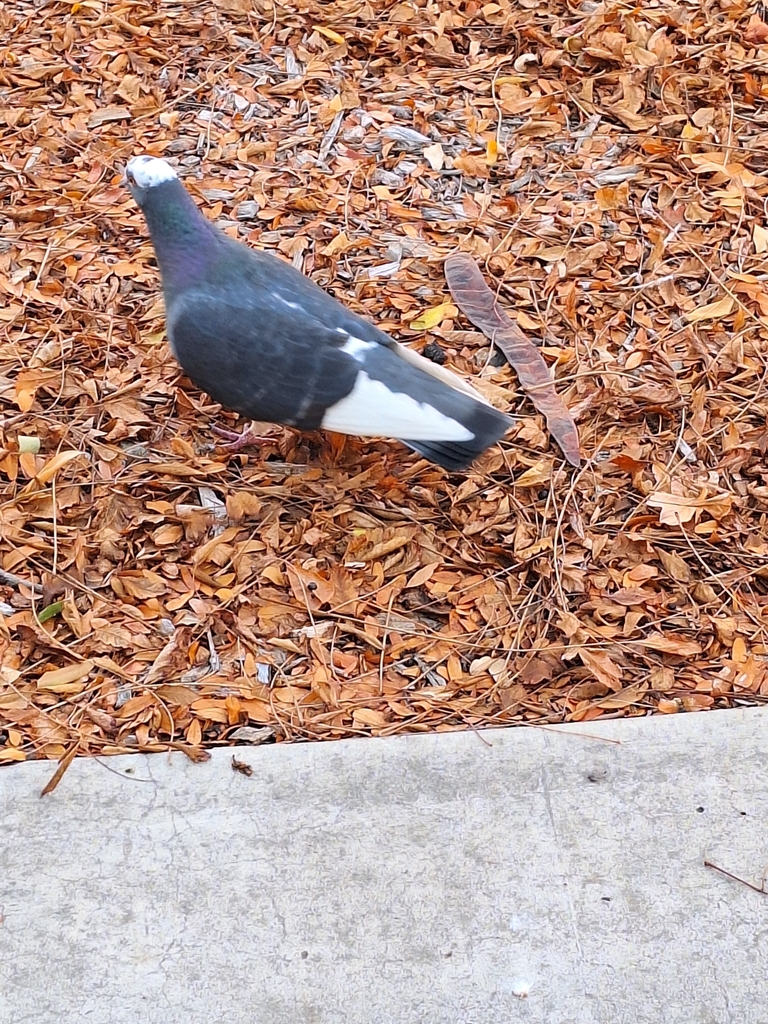 Feral Pigeon from Central Campus, Albuquerque, NM, USA on December 5