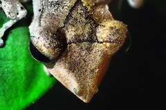 Polypedates colletti