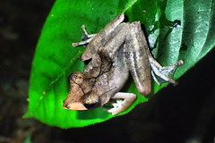 Polypedates colletti