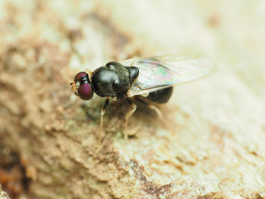 Neopachygaster maculicornis