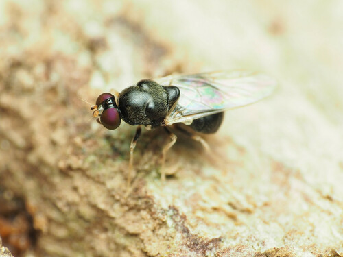 Neopachygaster maculicornis
