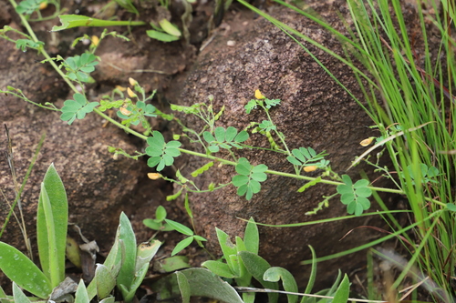Image of Short-Leaved Joint Vetch (Aeschynomene brevifolia) by (c) Suvarna Parbhoo Mohan, some rights reserved (CC BY-SA)