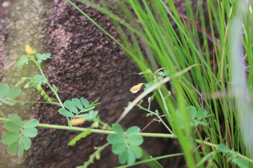 Image of Aeschynomene brevifolia by (c) Suvarna Parbhoo Mohan, some rights reserved (CC BY-SA)