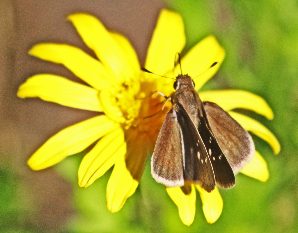 Eufala Skipper from Oak Bluff Estates, Round Rock, Williamson Co TX
