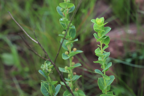 Clutia cordata (Clutia cordata)