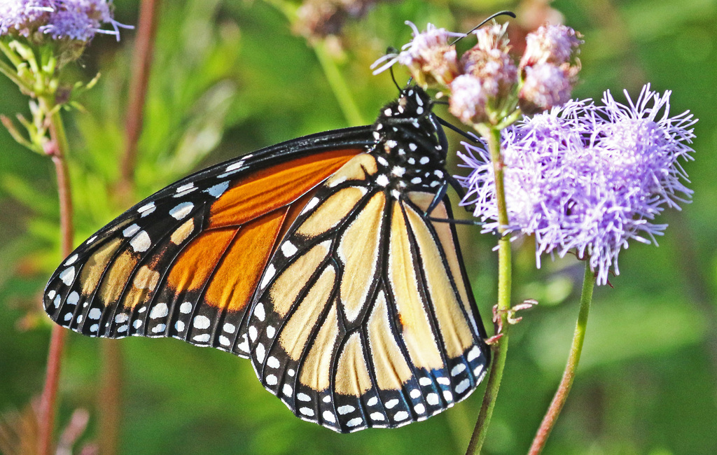 Monarch from Oak Bluff Estates, Round Rock, Williamson Co TX, USA on