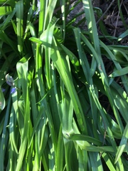 Hyacinthoides non-scripta