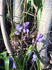 Hyacinthoides non-scripta