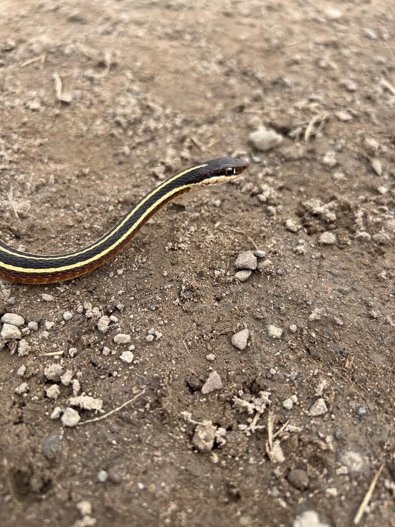 Northern Ribbon Snake in April 2023 by Ryan Frohlich · iNaturalist