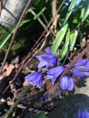 Hyacinthoides non-scripta