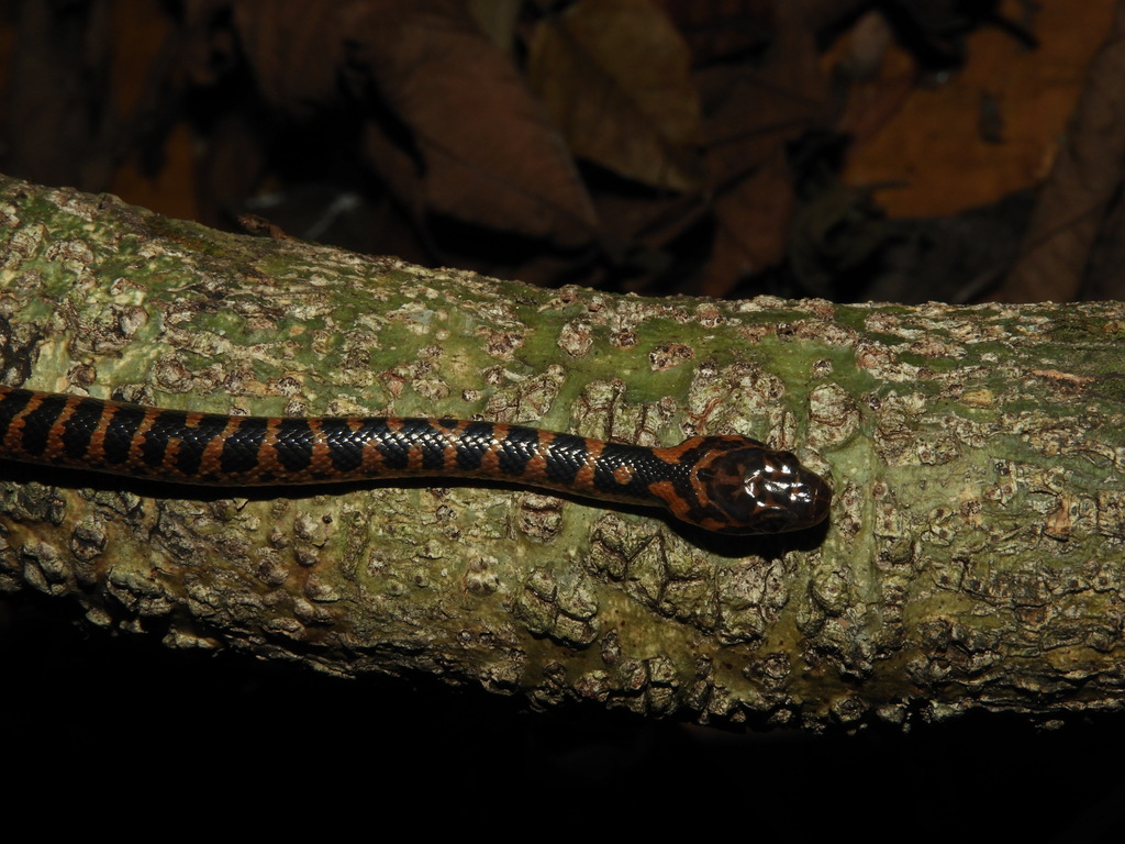 Mangrove Cat-Eyed Snake