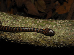 Mangrove Cat-Eyed Snake photo 1