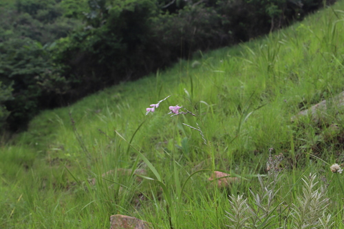 Image of Dierama igneum by (c) Suvarna Parbhoo Mohan, some rights reserved (CC BY-SA)
