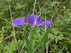 Iris giganticaerulea