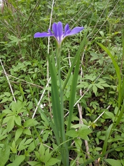 Iris giganticaerulea