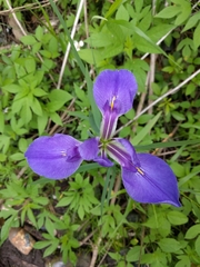 Iris giganticaerulea