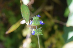Salvia lasiocephala
