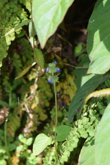 Salvia lasiocephala