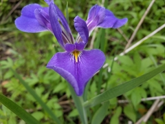 Iris giganticaerulea