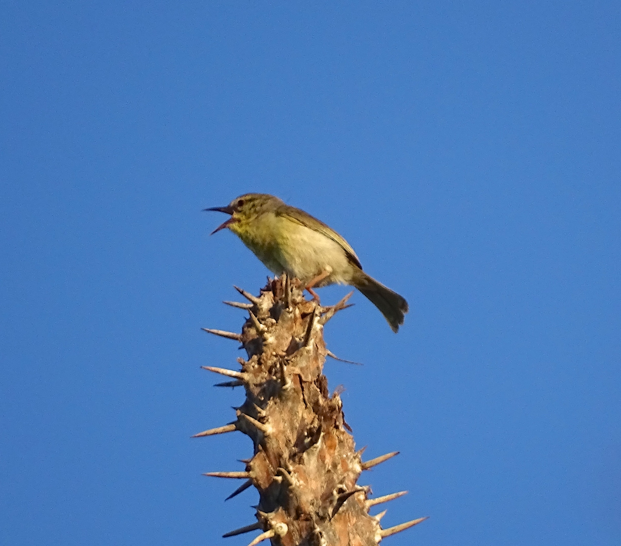 Stripe-throated Jery illustration