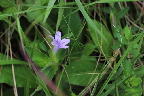Image of Ruellia cordata by (c) Suvarna Parbhoo Mohan, some rights reserved (CC BY-SA)