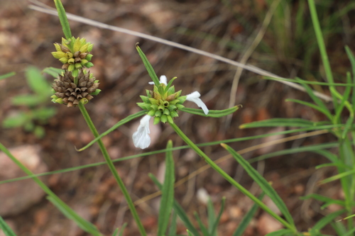 Image of Leucas lavandulifolia by (c) Suvarna Parbhoo Mohan, some rights reserved (CC BY-SA)