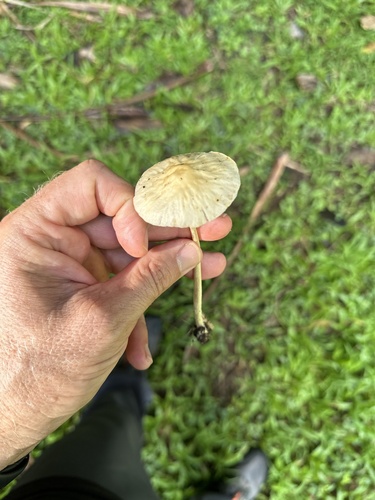 Agrocybe, 2023-12-04