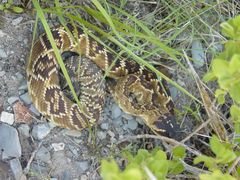 Crotalus molossus nigrescens