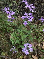 Glandularia canadensis