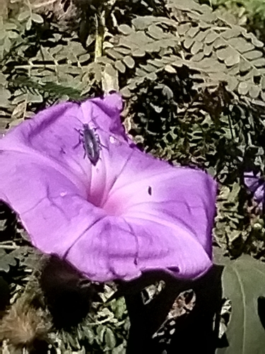 Image of Ipomoea setosa by no rights reserved