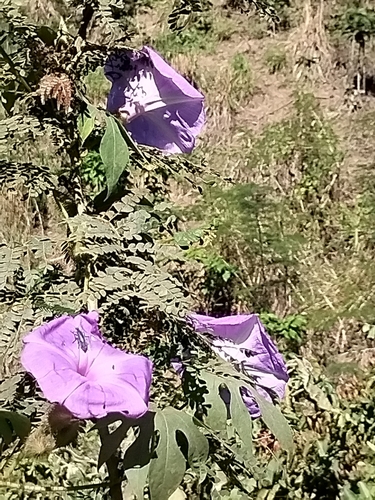 Image of Ipomoea setosa by no rights reserved