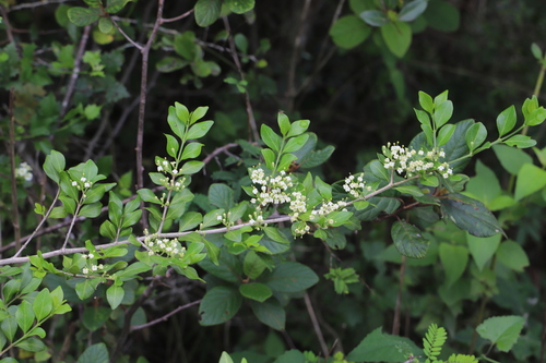 Image of Psydrax locuples by (c) Suvarna Parbhoo Mohan, some rights reserved (CC BY-SA)