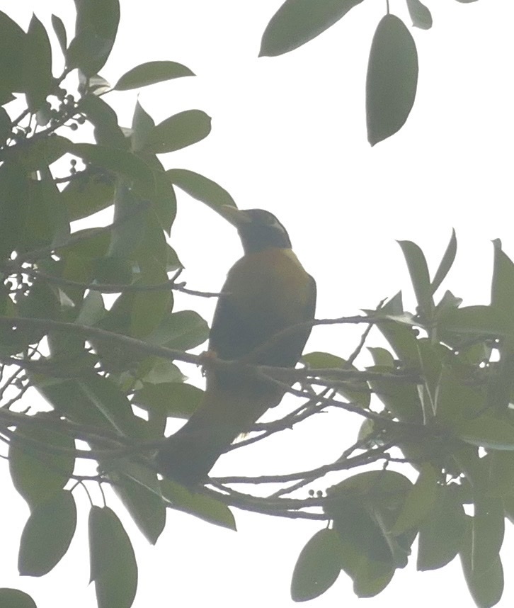 Golden Myna (Mino anais), photo 7
