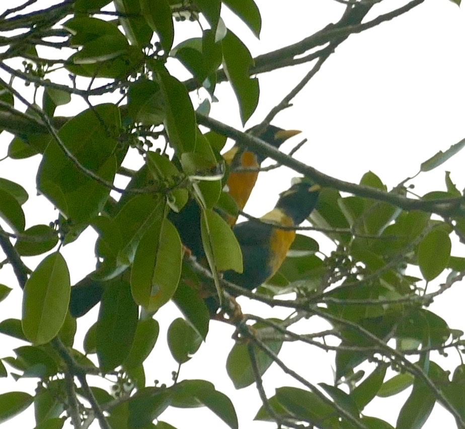 Golden Myna (Mino anais), photo 6