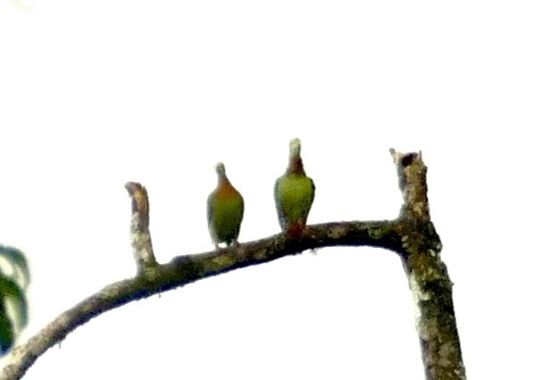 Pink-spotted Fruit Dove (Ptilinopus perlatus), photo 10