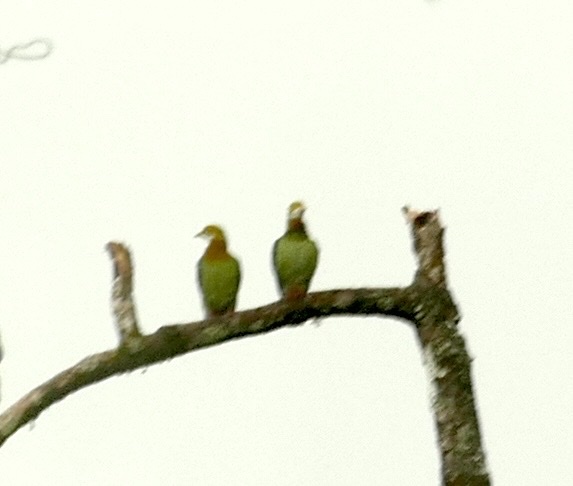 Pink-spotted Fruit Dove (Ptilinopus perlatus), photo 9
