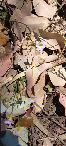 Oxalis caprina (Oxalis caprina)