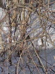 Turdus migratorius image