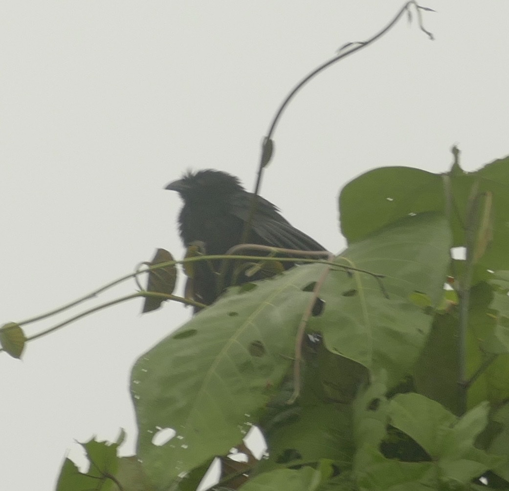 Black-billed Coucal (Centropus bernsteini), photo 2